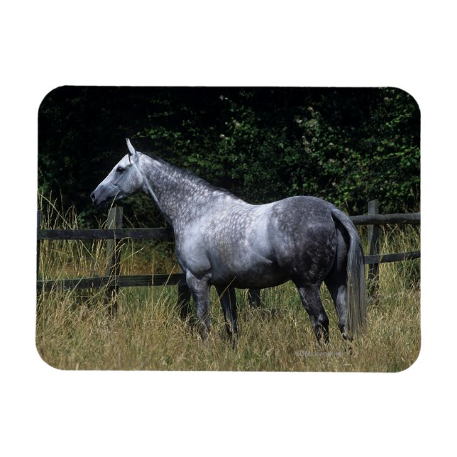Thoroughborn Horse Permanent by Fence Magnet (Horisontell)