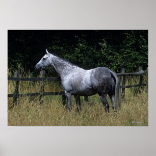 Thoroughborn Horse Permanent by Fence Poster