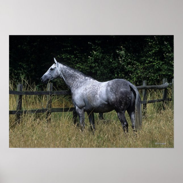 Thoroughborn Horse Permanent by Fence Poster (Framsidan)