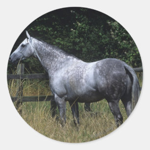 Thoroughborn Horse Permanent by Fence Runt Klistermärke