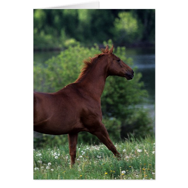 Thoroughborn Horse Permanent in Flowers Hälsningskort (Framsidan)