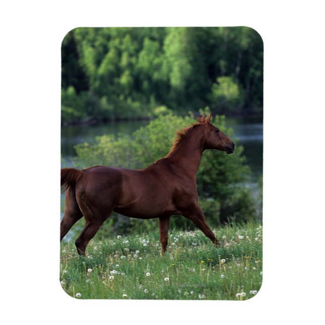Thoroughborn Horse Permanent in Flowers Magnet (Vertikal)