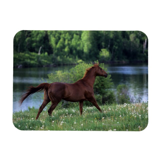 Thoroughborn Horse Permanent in Flowers Magnet (Horisontell)