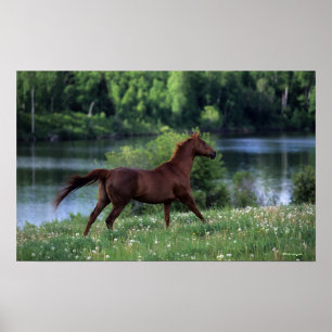 Thoroughborn Horse Permanent in Flowers Poster