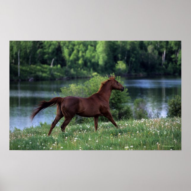 Thoroughborn Horse Permanent in Flowers Poster (Framsidan)