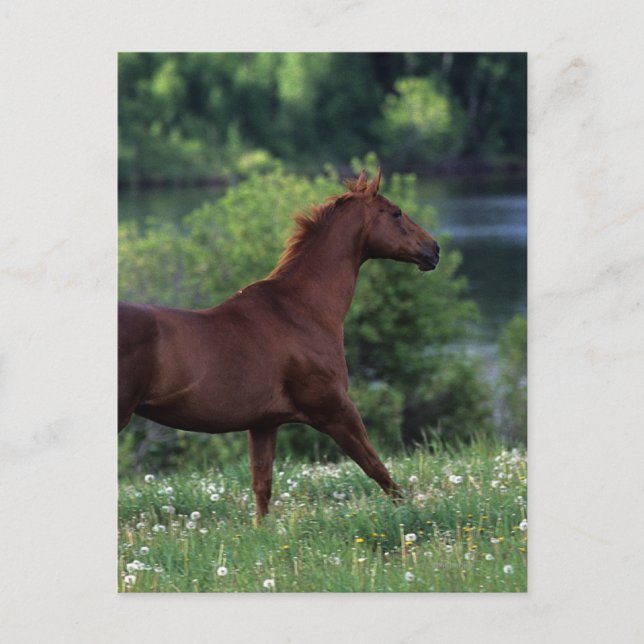 Thoroughborn Horse Permanent in Flowers Vykort (Framsida)