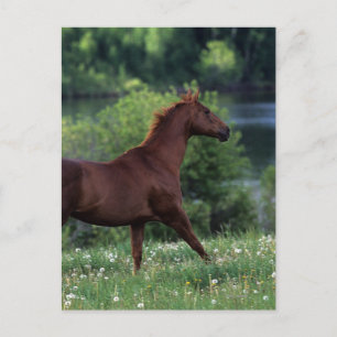 Thoroughborn Horse Permanent in Flowers Vykort