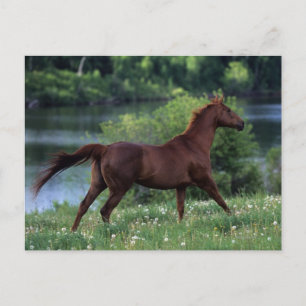 Thoroughborn Horse Permanent in Flowers Vykort