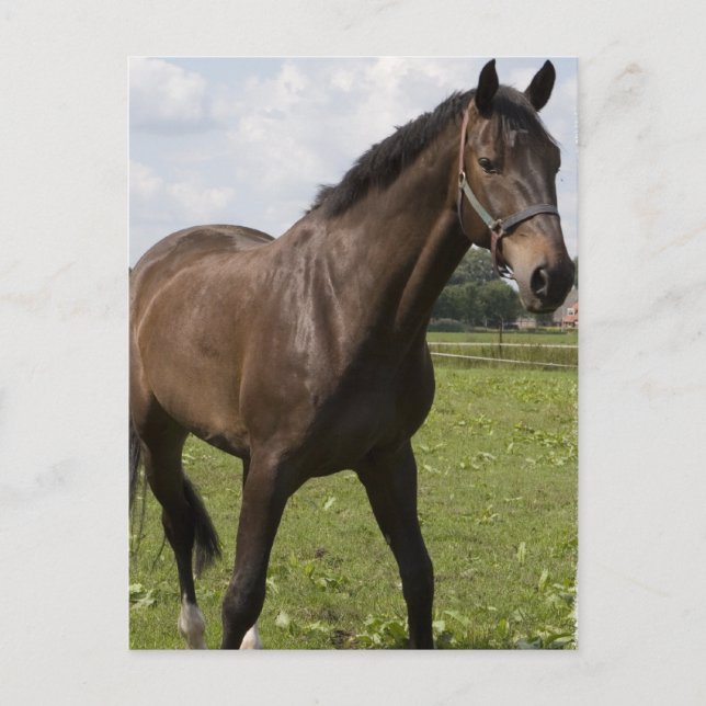 Thoroughborn Horse Postcard Vykort (Framsida)