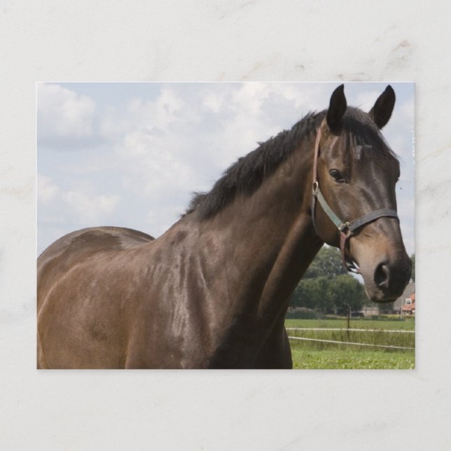 Thoroughborn Horse Postcard Vykort (Framsida)