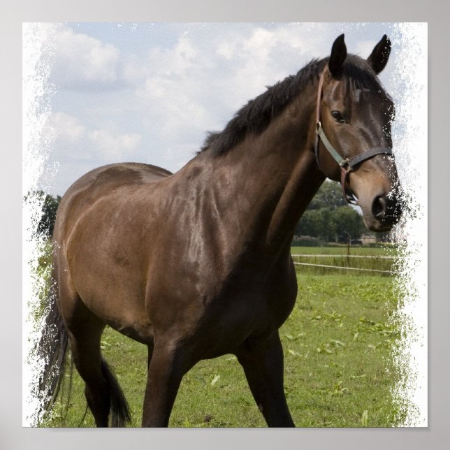 Thoroughborn Horse Print Poster (Framsidan)