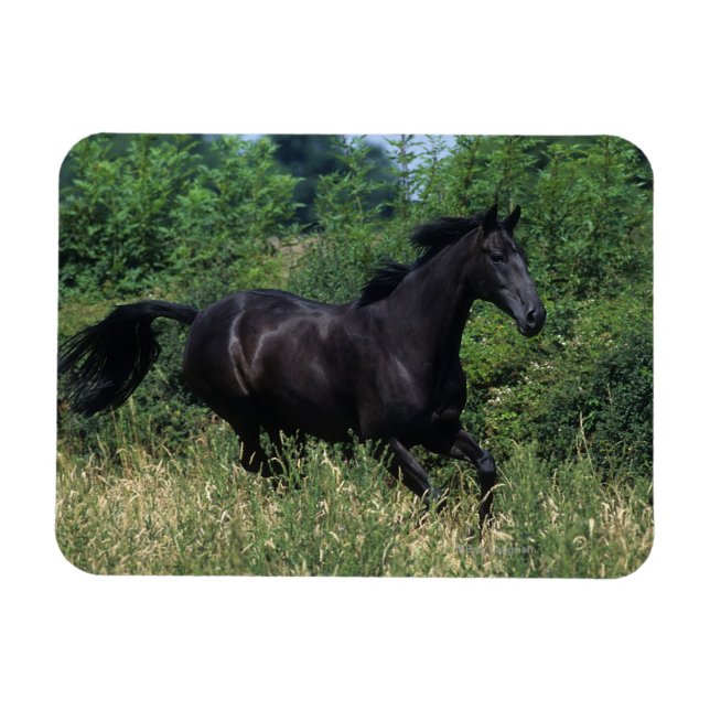 Thoroughborn Horse Running in Grass Magnet (Horisontell)