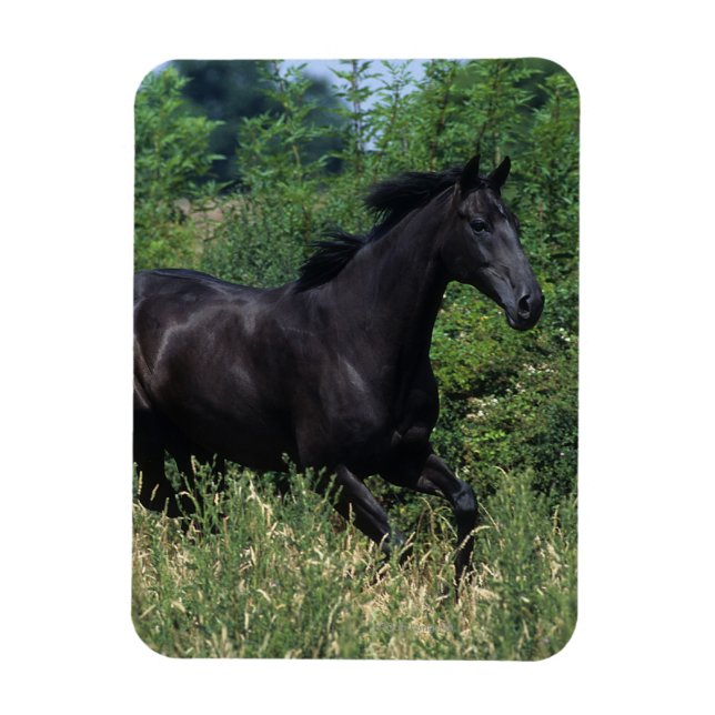 Thoroughborn Horse Running in Grass Magnet (Vertikal)