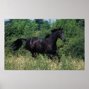 Thoroughborn Horse Running in Grass Poster