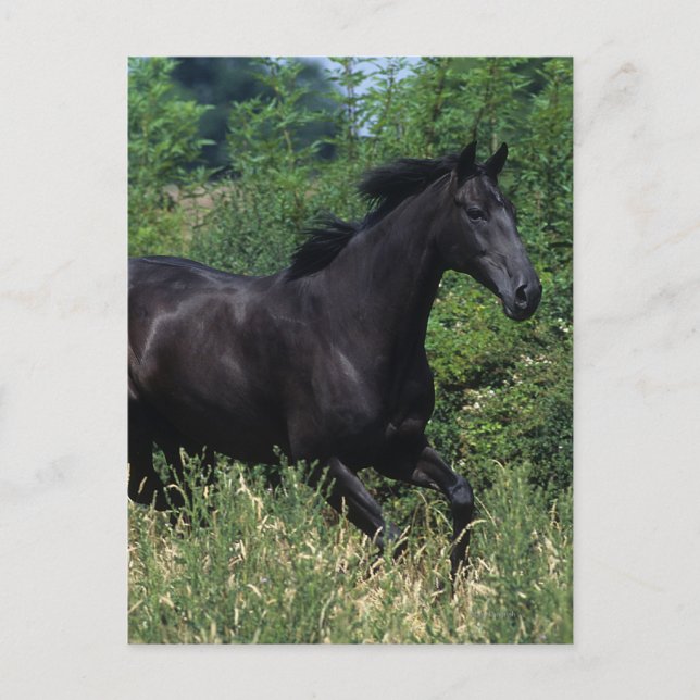 Thoroughborn Horse Running in Grass Vykort (Framsida)