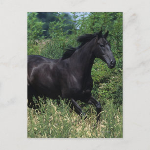 Thoroughborn Horse Running in Grass Vykort