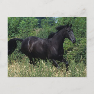 Thoroughborn Horse Running in Grass Vykort