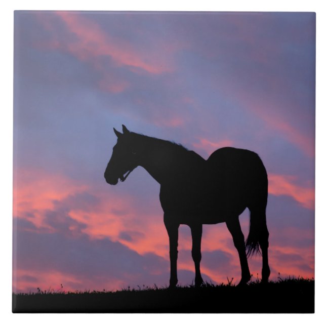 Thoroughborn Horse Silhouetted at Sunrise Kakelplatta (Framsidan)