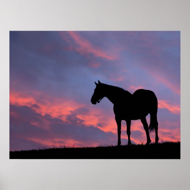 Thoroughborn Horse Silhouetted at Sunrise Poster (Framsidan)