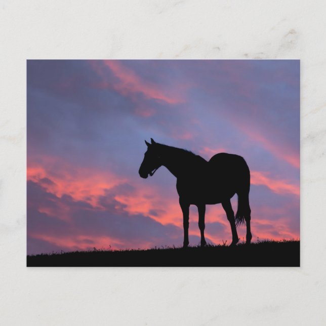 Thoroughborn Horse Silhouetted at Sunrise Vykort (Framsida)