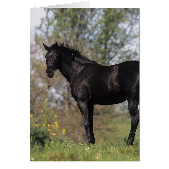 Thoroughborn Horse Ständiga Hälsningskort (Framsidan)