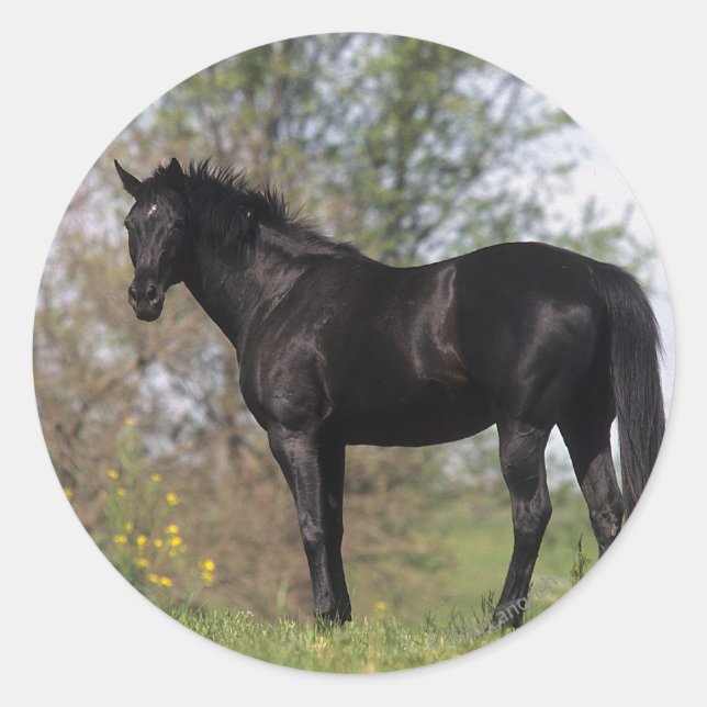 Thoroughborn Horse Ständiga Runt Klistermärke (Framsida)
