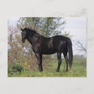 Thoroughborn Horse Ständiga Vykort