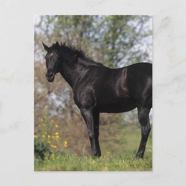 Thoroughborn Horse Ständiga Vykort (Framsida)
