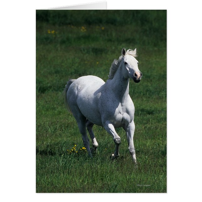 Thoroughborn Mare Hälsningskort (Framsidan)