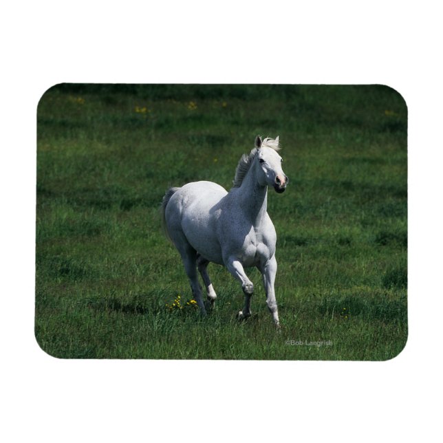 Thoroughborn Mare Magnet (Horisontell)