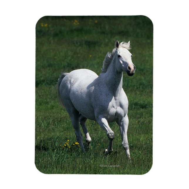 Thoroughborn Mare Magnet (Vertikal)