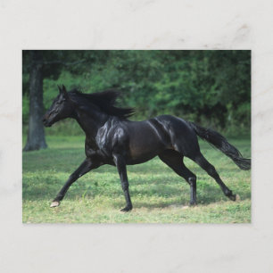 Thoroughborn Running Vykort