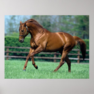 Thoroughborn Stallion, Irland Poster