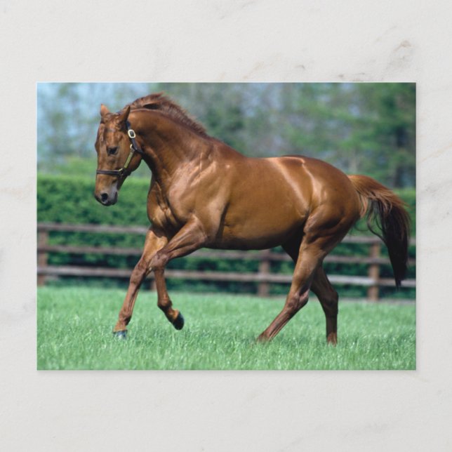 Thoroughborn Stallion, Irland Vykort (Framsida)