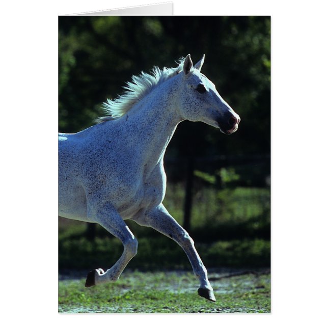 Thoroughborn Stallion Running Hälsningskort (Framsidan)