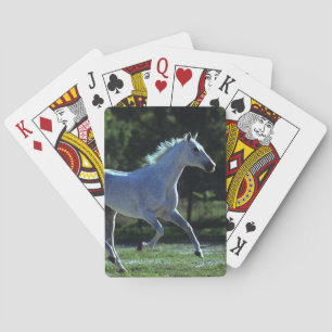 Thoroughborn Stallion Running Kortlek