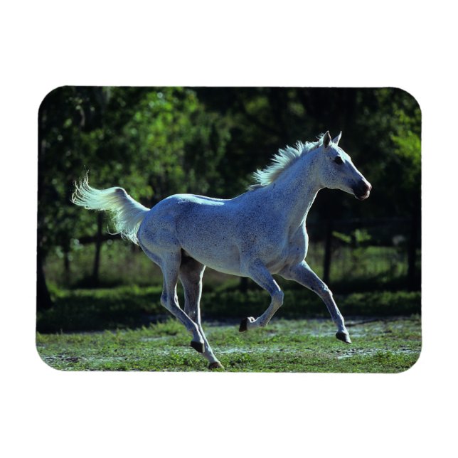 Thoroughborn Stallion Running Magnet (Horisontell)