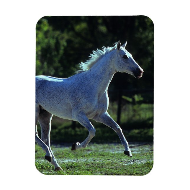 Thoroughborn Stallion Running Magnet (Vertikal)