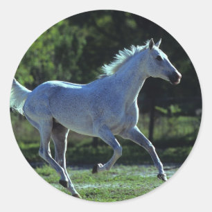 Thoroughborn Stallion Running Runt Klistermärke