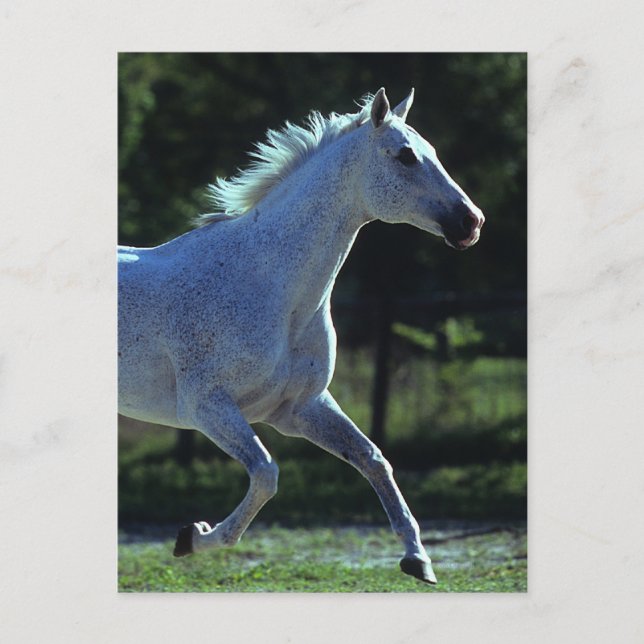 Thoroughborn Stallion Running Vykort (Framsida)