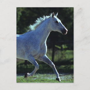Thoroughborn Stallion Running Vykort