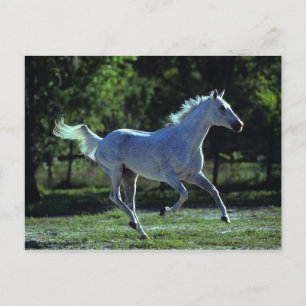 Thoroughborn Stallion Running Vykort