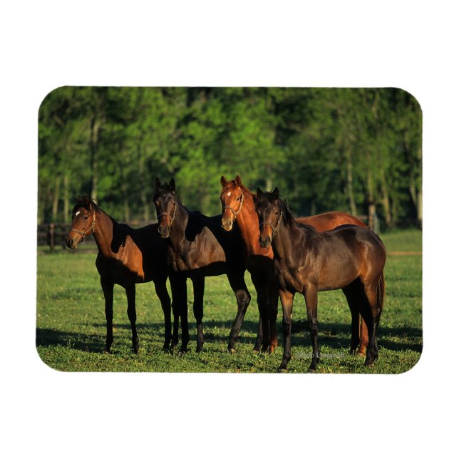 Thoroughborn Yearlings Magnet (Horisontell)