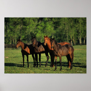 Thoroughborn Yearlings Poster