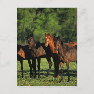 Thoroughborn Yearlings Vykort
