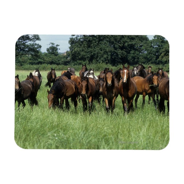 Thoroughborn Youngsters Magnet (Horisontell)