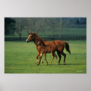 Thoroughbred Mare & Foal 3 Poster