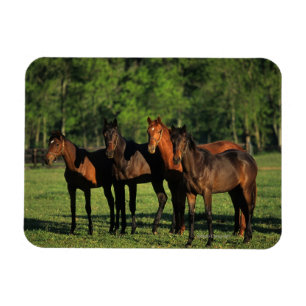 Thoroughbredårsgammal djurunge magnet