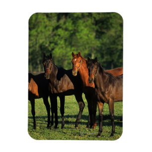 Thoroughbredårsgammal djurunge magnet