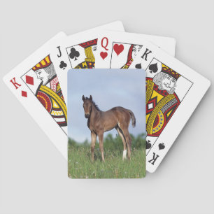 Thoroughbredfölanseende i gräset spel kort